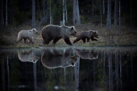 Kuhmo Wild Brown Bear Centre Harry Read Hide 21 1