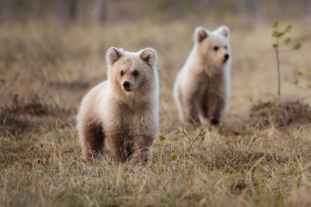 Kuhmo Wild Brown Bear Centre Harry Read Hide 21