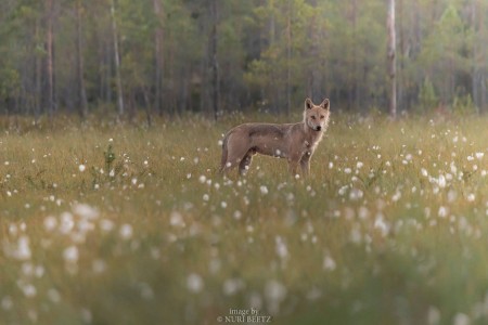 Kuhmo Wild Brown Bear Centre Nuri Beetz 1