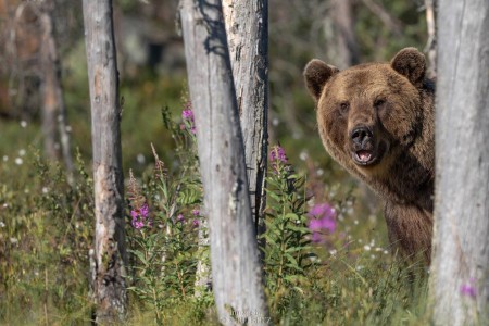 Kuhmo Wild Brown Bear Centre Nuri Beetz