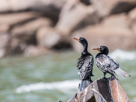 Kumbali Lake Retreat Cormorant