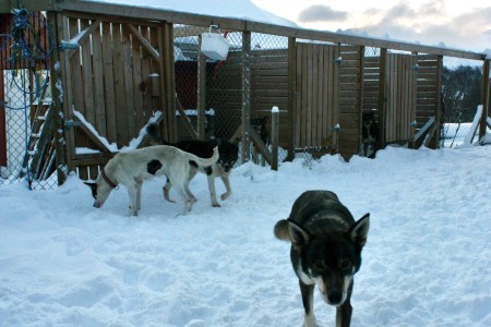 Kvaloya Husky Hondensledetocht 2