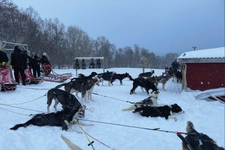 Kvaloya Husky Hondensledetocht