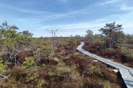 Laheema Np Bog Trail 10