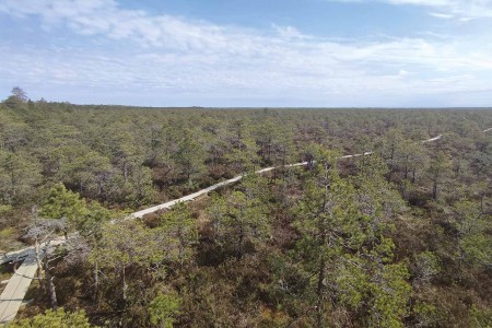 Laheema Np Bog Trail 20