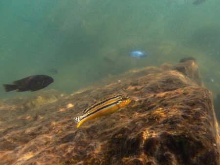 Lake Malawi Blue Zebra Onderwater Ramon Lucas