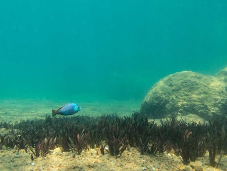 Lake Malawi Mumbo Island Ramon Lucas 4