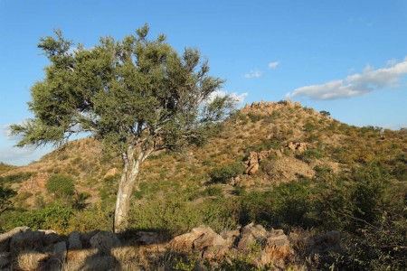 Landschap Tuli Block Suid Afrika Reise