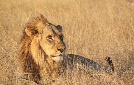 Leeuw Centrale Kalahari Bushways Safaris