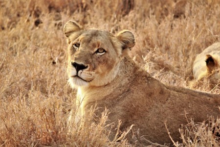 Leeuw Timbavati Suid Afrika Reise