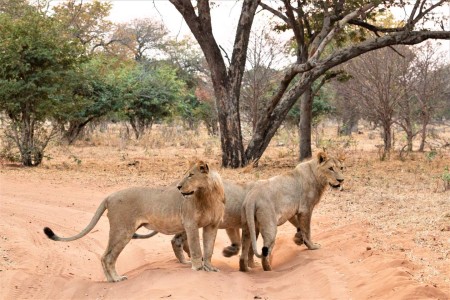 Leeuwen Chobe Suid Afrika Reise