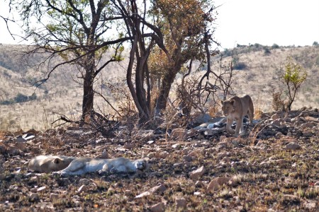 Leeuwen Pilanesberg Suid Afrika Reise