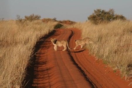 Leeuwenwelpjes Transfrontier Park