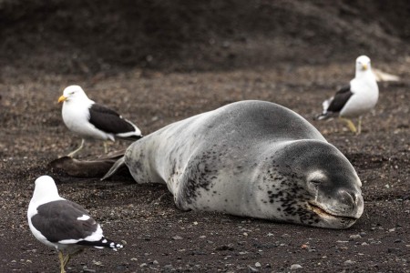 Leopard Seal Luipaard Zeehond Deception Island Zuidelijke Shetland Eilanden South Shetlands Antarctica Norge Reiser Cape Tracks 4