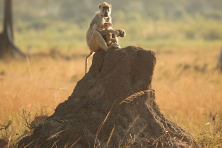 Liwonde Baboon Mike Varndell