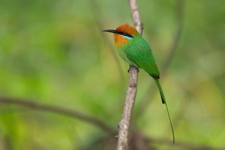 Liwonde Malawi Tourism Bee Eater Mvuu