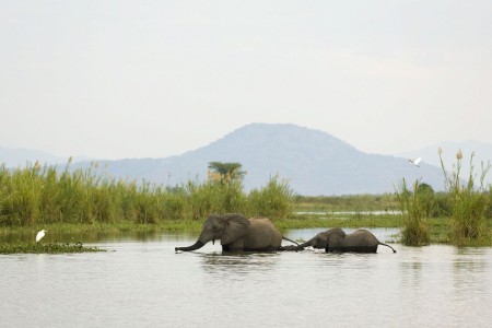 Liwonde Shire River Mvuu Olifant