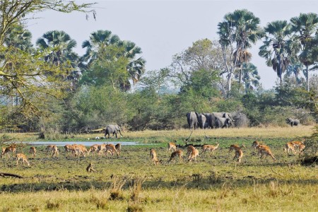 Liwonde Wildlife Mvuu Lodge