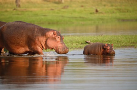 Liwonde Wildlife Nijlpaarden Jpeg