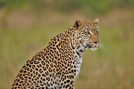 Luipaard Botswana Bushwaysafari