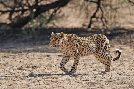 Luipaard Transfrontier Park