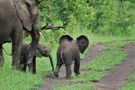 Buffalo Majete Wildlife Reserve Thawale