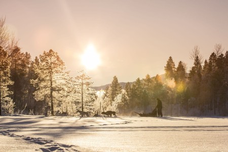 Malangen Resort Hundekjoring