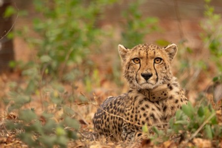 Malawi Majete Malawi Tourism Cheetah Johanna