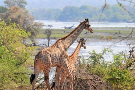 Malawi Majete Malawi Tourism Giraffe Craig Hay
