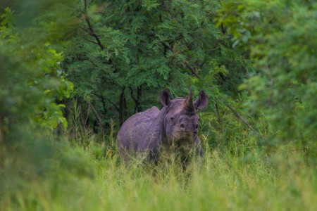 Malawi Majete Malawi Tourism Rhino Marcus Westberg