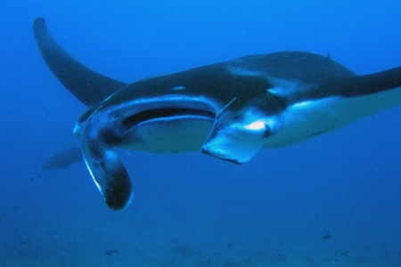 Manta Inatur Mozambique