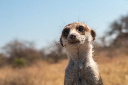 Meerkat Stokstaart Makgadikgadi Pannen Suid Afrika Reise