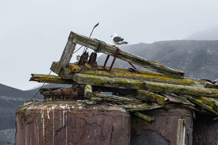 Meeuw Verroeste Vaten Deception Island Zuidelijke Shetland Eilanden South Shetlands Antarctica Norge Reiser Cape Tracks 2