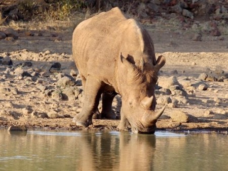 Mkuze Game Reserve 03