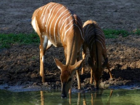 Mkuze Game Reserve 04