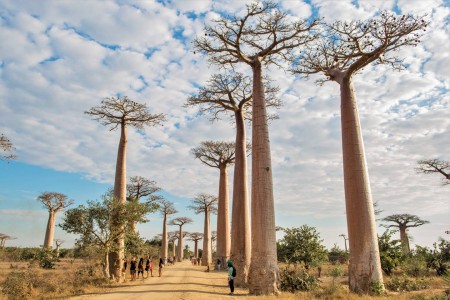 Morondova Alle Des Baobabs Madagascar Land Of Wonders