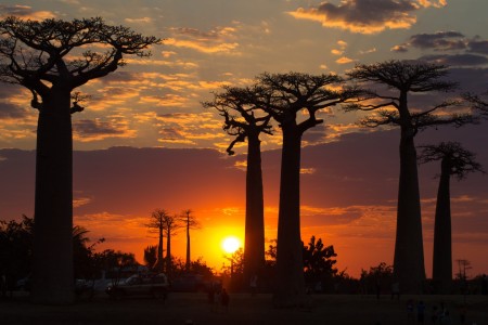 Morondova Alle Des Baobabs Madagascar Land Of Wonders