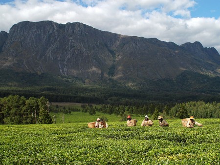 Mount Mulanje Malawi Resources Malawi Tourism 1