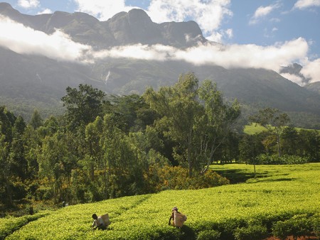 Mount Mulanje Malawi Resources Malawi Tourism 5