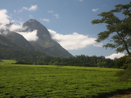 Mount Mulanje Malawi Resources Malawi Tourism 6