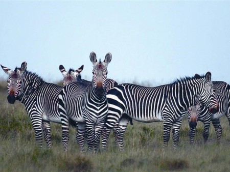 Mountain Zebra National Park 01