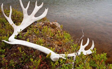 Muotka Best Of Lapland Rendier Hoorns Nellim Wilderness