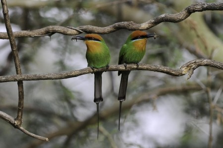 Mvuu Lodge Liwonde Bee Eater