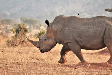 Neushoorn Satara Suid Afrika Reise