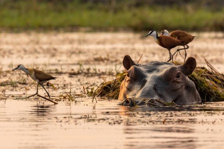 Nijlpaard Chobe Kasane Riviersafari Suid Afrika Reise