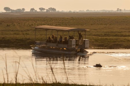 Impala Chobe Suid Afrika Reise