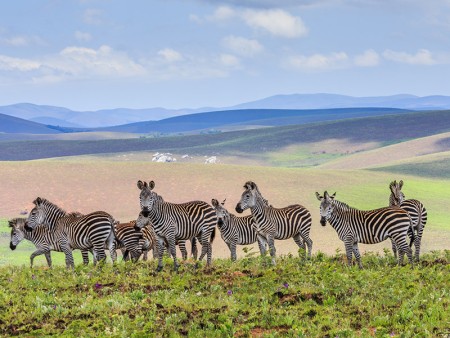 Nyika Nationaal Park Burchells Zebra Bentley Palmer Malawi Resources Malawi Tourism