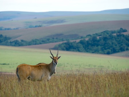 Nyika Nationaal Park Eland Antelope Dana Allen Malawi Resources Malawi Tourism