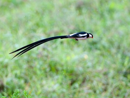 Nyika Nationaal Park Flora Fauna Dana Allen Malawi Resources Malawi Tourism