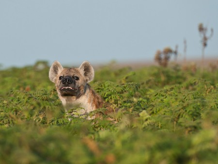 Nyika Nationaal Park Malawi Resources Malawi Tourism 13